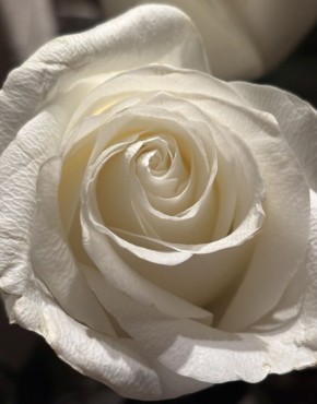 ��� ������� �������������� ������ �� �������� ���������: �� ������ �� ������� ����