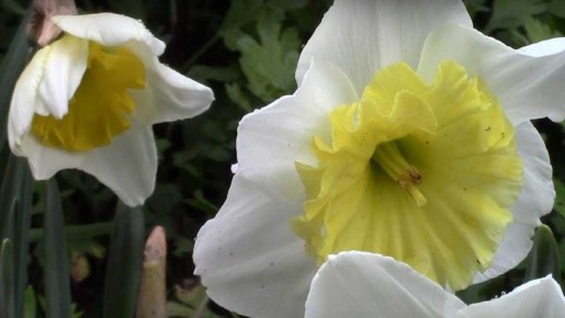 Как распознать нарциссического социопата: тревожные сигналы