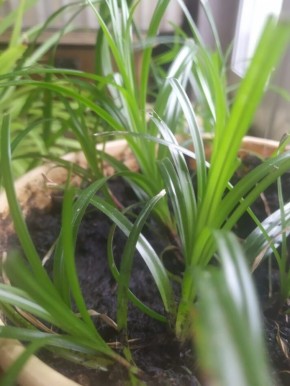 Как забота о цветах помогает справиться с раздражением и стрессом