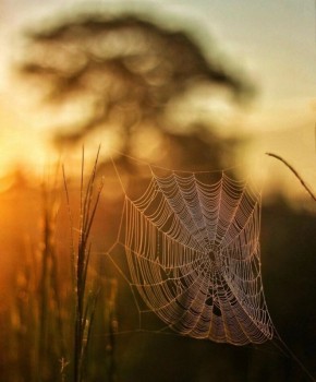 ��� ���������� ��������� � ����������: �������� �������