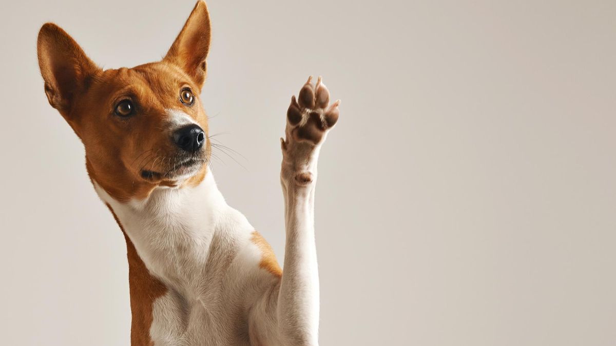 Как провести Valentine's Day с вашим четвероногим другом