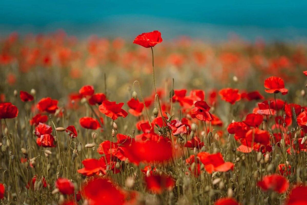 Как синдром крабовой бочки и высокий мак влияют на общество