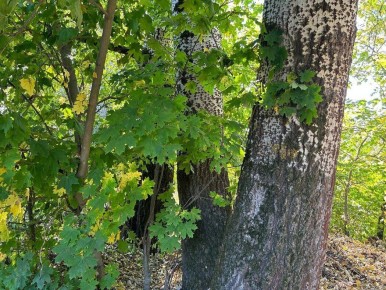 Работа с дискомфортом через осознанность: практическое упражнение майндфулнесс