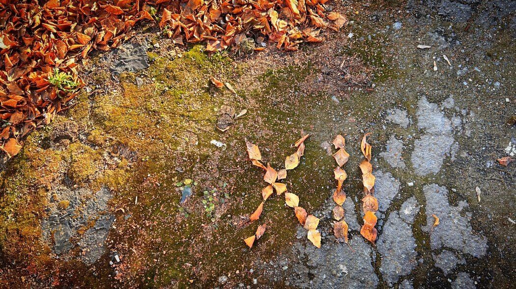 Когда искусство встречает агрессию: неожиданная реакция на дреды и листья