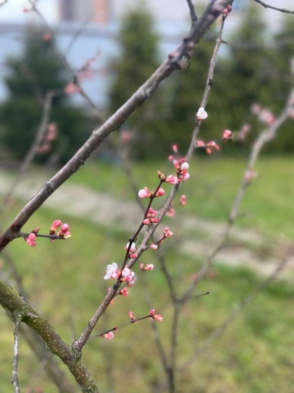 Весна приходит: время ценить каждое мгновение