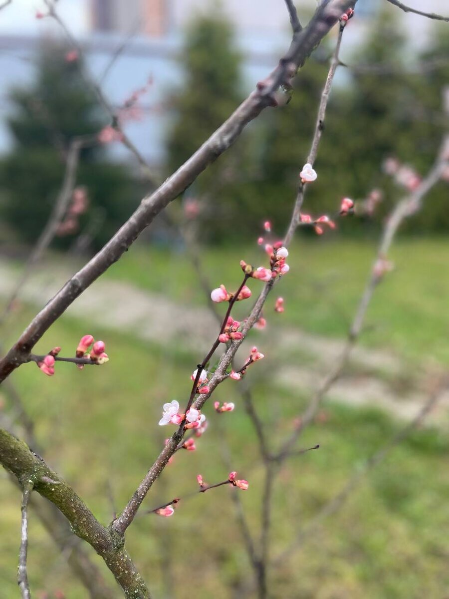 Весна приходит: время ценить каждое мгновение