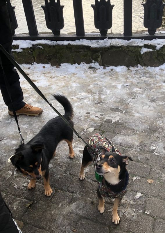 Неожиданные встречи: как наши питомцы могут сблизить людей