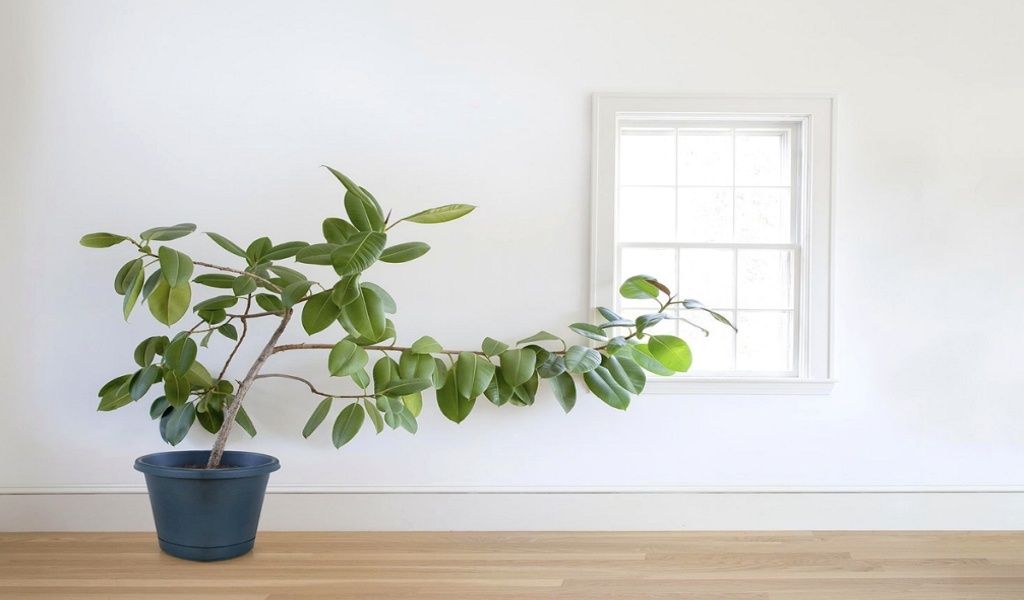 Что может дать заботливый родитель, чего не получит ребенок от нарцисса