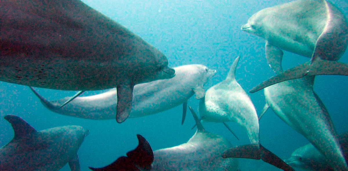 Как дружба влияет на замедление старения у дельфинов