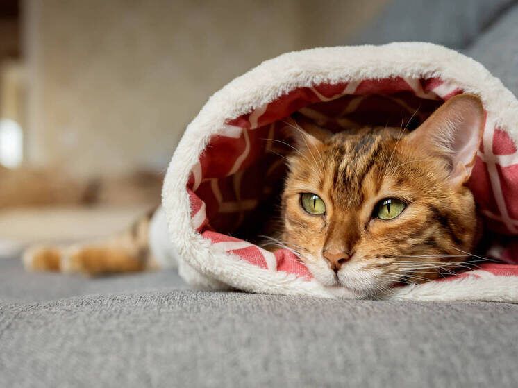 ��� ���������� � ������� �������� �������: ������ ���������