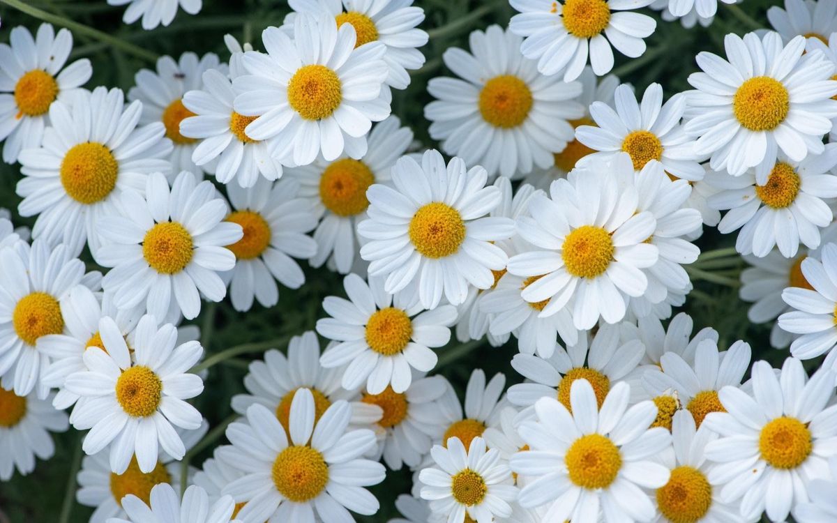 ��������� ��� ������: ��� ���������� ��������� �����