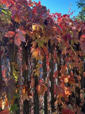 ��� ��������� ��������� ���� ������������