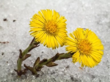 Весна как пробуждение для любви