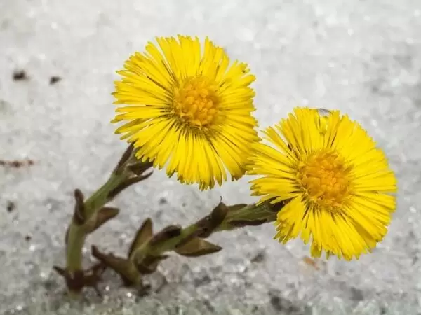 Весна как пробуждение для любви