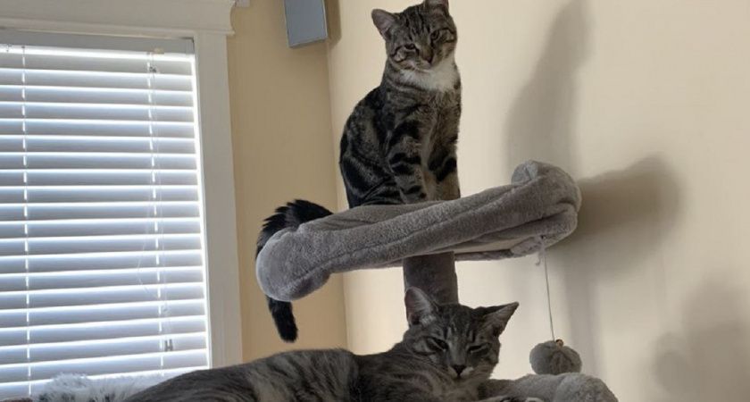 Коты и дружба: миф или реальность?