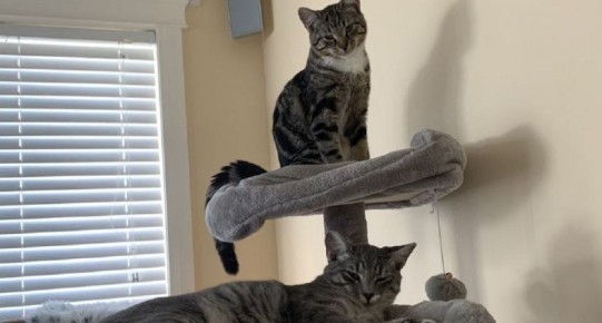 Коты и дружба: миф или реальность?