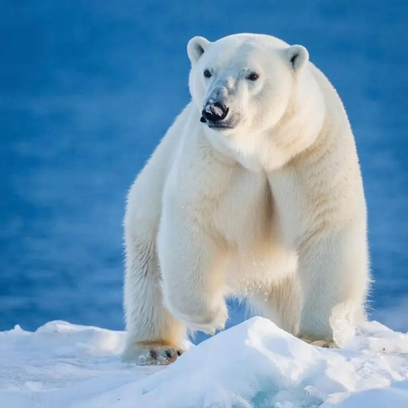 Как избавиться от навязчивых мыслей: парадокс контроля