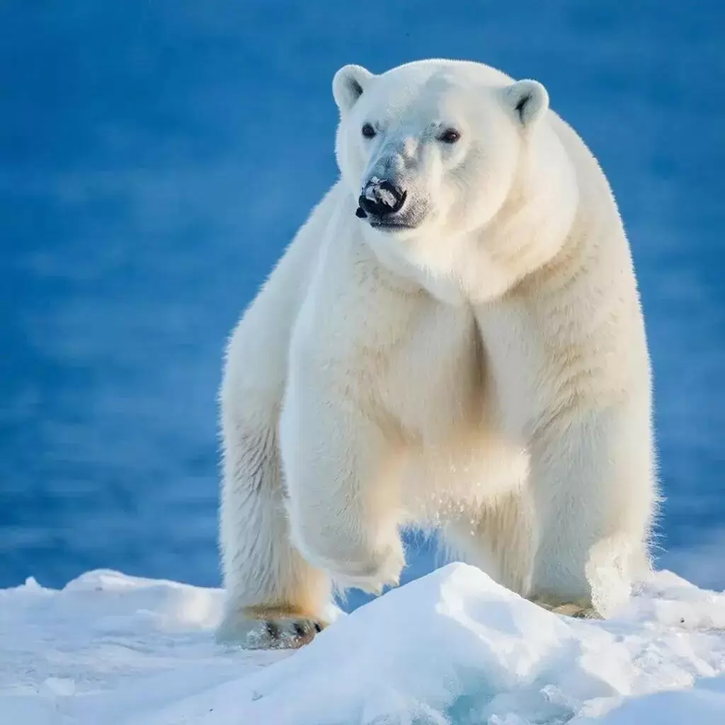 Как избавиться от навязчивых мыслей: парадокс контроля